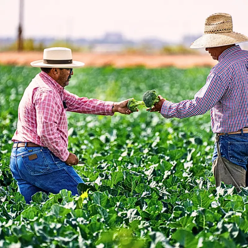 agricultural-consulting-blockchain-ground-truth Agricultural consultant handing broccoli to a farmer in a lush field, symbolizing field-based consulting supported by blockchain-verified farm data for greater accuracy and trust.