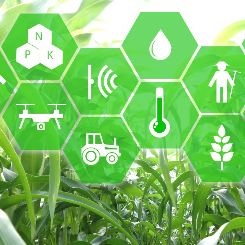 algorithm-validation-agtech-icons Corn field overlaid with hexagonal icons representing nutrients, irrigation, sensors, drones, temperature, tractors, and plant health