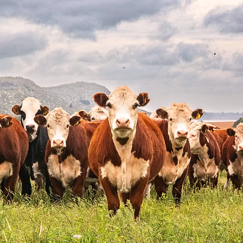 cattle-data-blockchain-animal-agriculture Group of cattle in a grassy field, illustrating how farmers can monetize farm data with blockchain by transforming livestock metrics into digital assets.