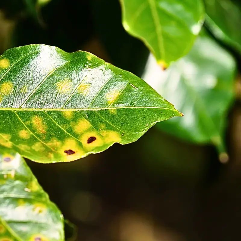 coffee-leaf-rust-trading-gaps Close-up of coffee leaf showing rust disease symptoms, illustrating agricultural risks in traditional trading systems