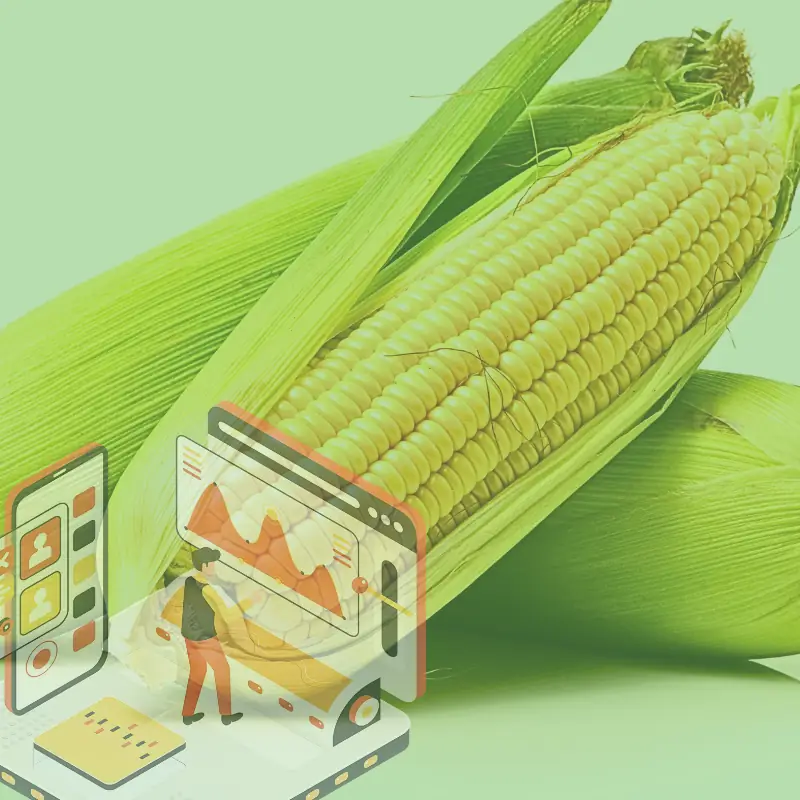 corn-trait-validation-blockchain Ear of corn with data charts overlay, symbolizing real-world trait efficacy validation through farm-level analytics