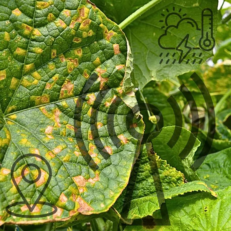 monetize-farm-data-blockchain-disease-monitoring Diseased crop leaf with yellow and brown spots, illustrating real-time monitoring of symptoms like suspected Downy Mildew