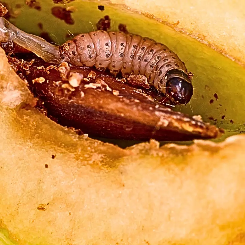 pheromone-producers-monetize-pest-data-codling-moth Codling moth larva inside an apple, illustrating pest data collection for blockchain-based farm monetization