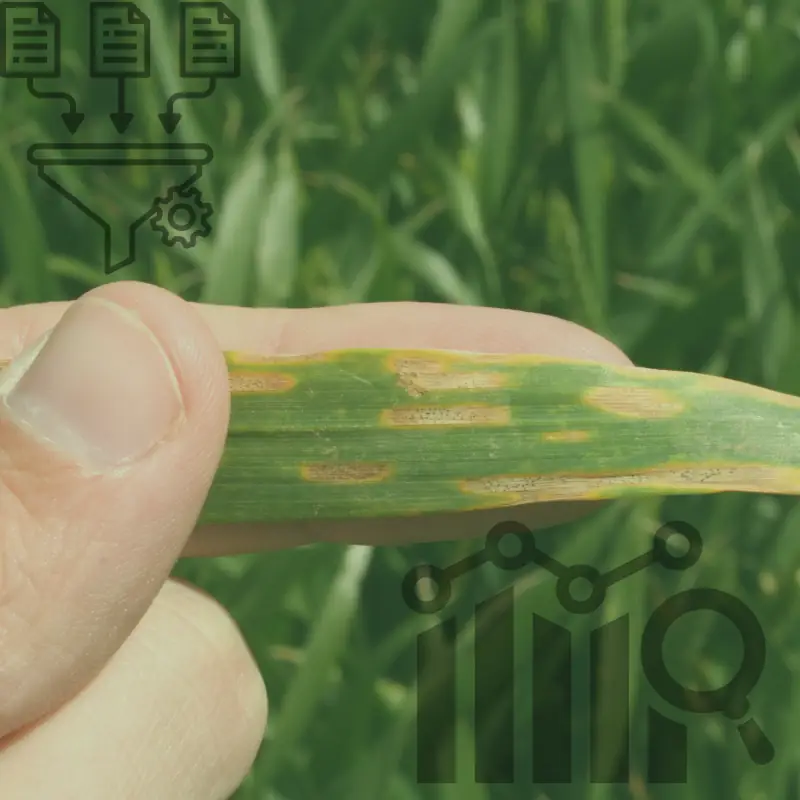 plant-disease-intelligence-blockchain Farmer examining a diseased leaf to collect plant health data for blockchain-based farm intelligence