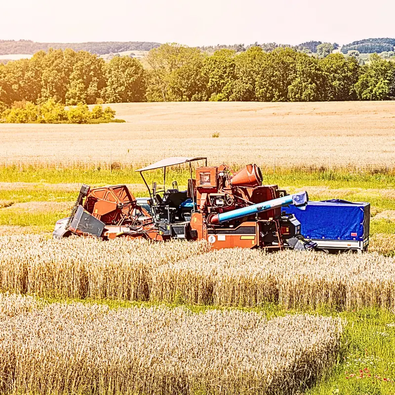 seed-performance-research-harvest Combine harvester collecting seeds from segmented research plots to analyze performance and optimize future yields