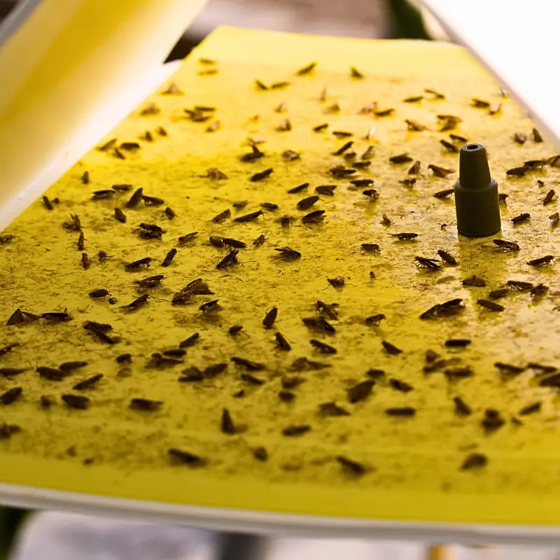 sticky-trap-insect-monitoring-agriculture Yellow sticky trap covered with captured insects, used in agricultural settings to monitor pest populations and assess infestation levels