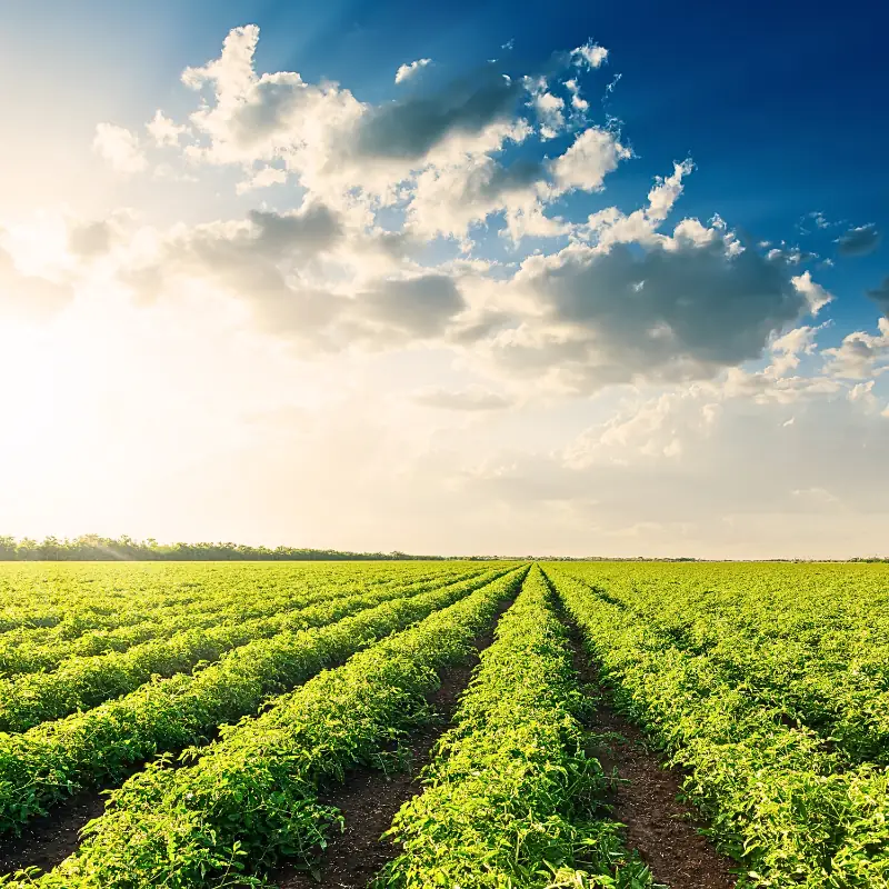 tomato-field-agricultural-data-digital-gold Organized rows of tomato crops in a sunlit field, symbolizing how farmers can monetize farm data with blockchain by turning agricultural knowledge into digital gold.