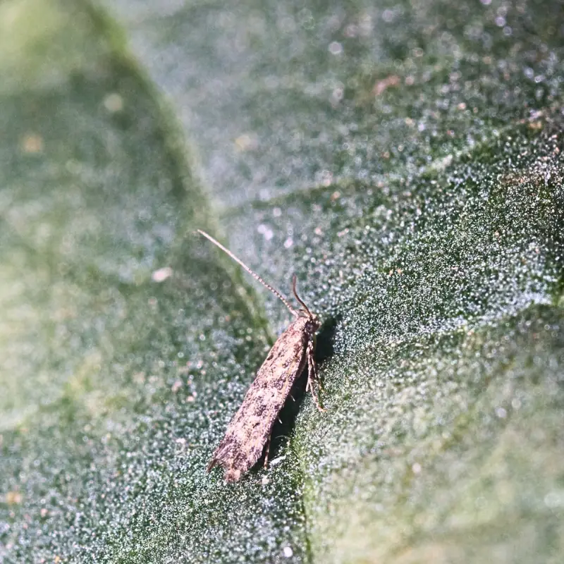tuta-absoluta-on-leaf Tuta absoluta moth resting on a green leaf, representing pest presence in tomato crops and its relevance to farm data tracking.