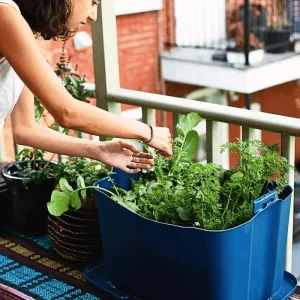 Woman harvesting leafy greens from a container garden on a balcony in an urban apartment setting