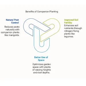 Infographic showing three benefits of companion planting: natural pest control, improved soil fertility, and better use of space in small gardens