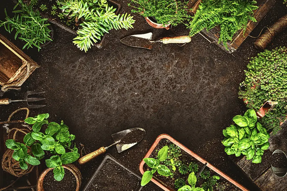 Top view of companion planting layout with herbs, seedlings, and tools arranged in a small garden space