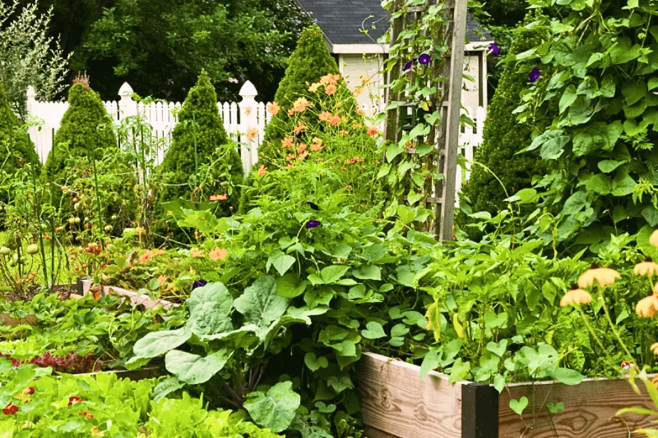 Raised vegetable garden with trellises, climbing plants, and layered edible crops illustrating creative layouts for small garden spaces
