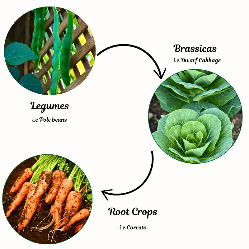 Crop rotation diagram showing legumes, brassicas, and root crops in a circular planting cycle to support healthy layouts for small vegetable gardens
