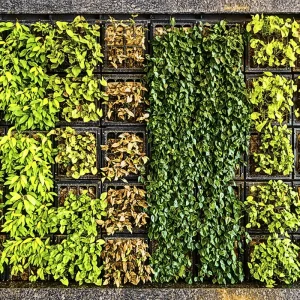 Modular green wall showcasing various plant growth stages, used as a vertical gardening technique for maximizing space and aesthetics