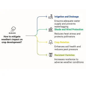 Infographic showing four strategies to mitigate weather impact on crop development: irrigation and drainage, shade and wind protection, crop rotation, and resistant varieties