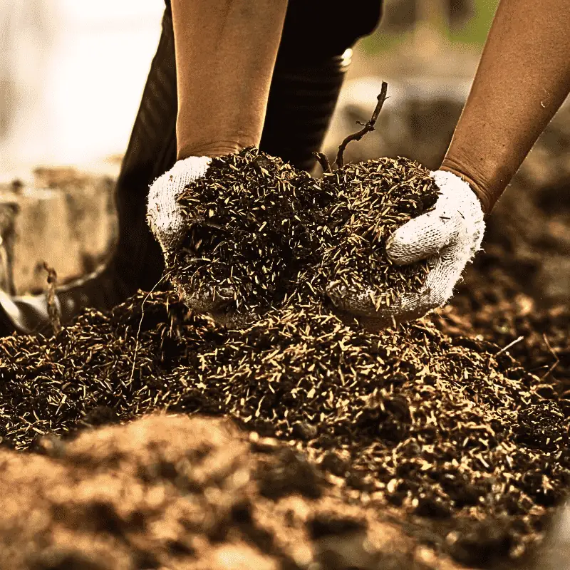 Gardener wearing white gloves handling rich organic compost for vegetable garden soil improvement