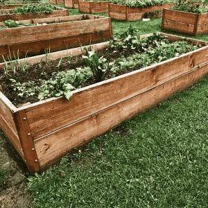 Raised wooden garden bed with leafy vegetables growing in well-prepared soil, ideal for small backyard gardening