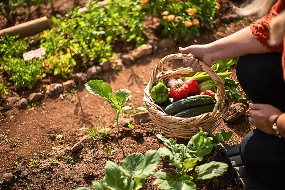 Gardener harvesting fresh vegetables from a small garden as part of a seasonal planting plan for small vegetable gardens