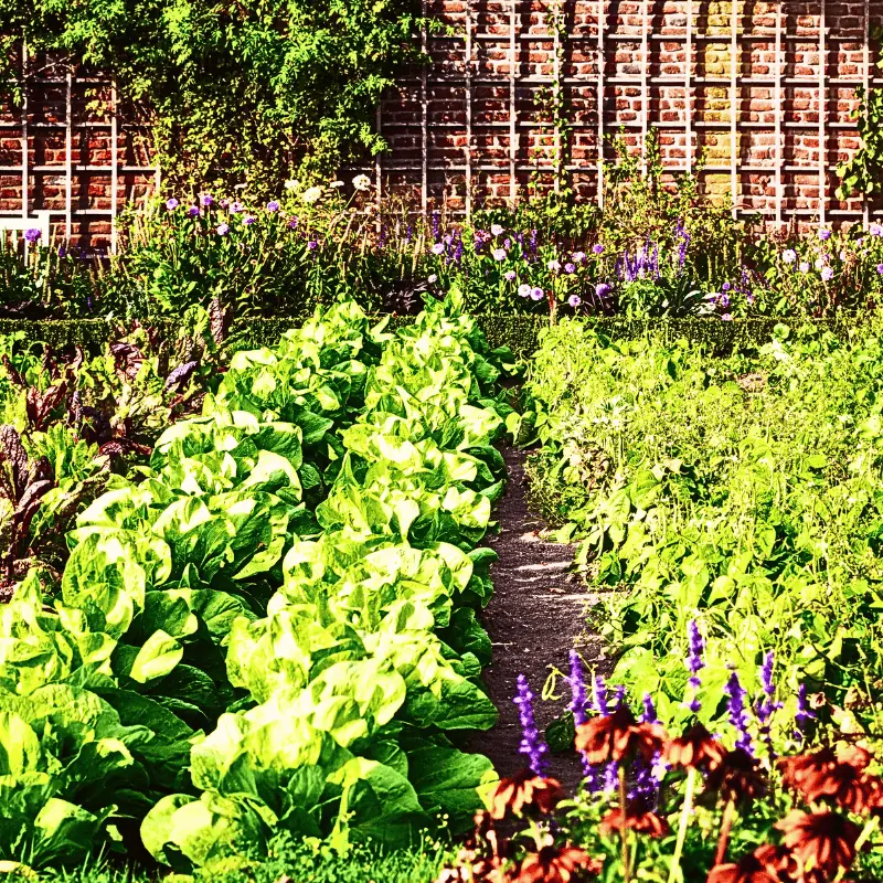 Organized rows of leafy greens with flower borders and a central path, showcasing a structured and creative layout for small vegetable gardens