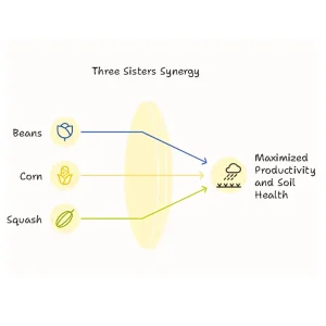 Diagram showing the synergy of beans, corn, and squash in the Three Sisters companion planting method, leading to improved soil health and productivity