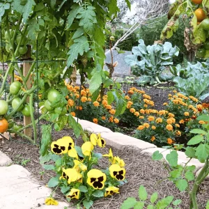 Tomato plants growing alongside marigolds and pansies in a small garden, demonstrating a classic companion planting combination