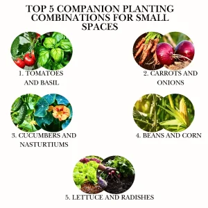 Graphic showing top 5 companion planting combinations for small spaces: tomatoes with basil, carrots with onions, cucumbers with nasturtiums, beans with corn, and lettuce with radishes