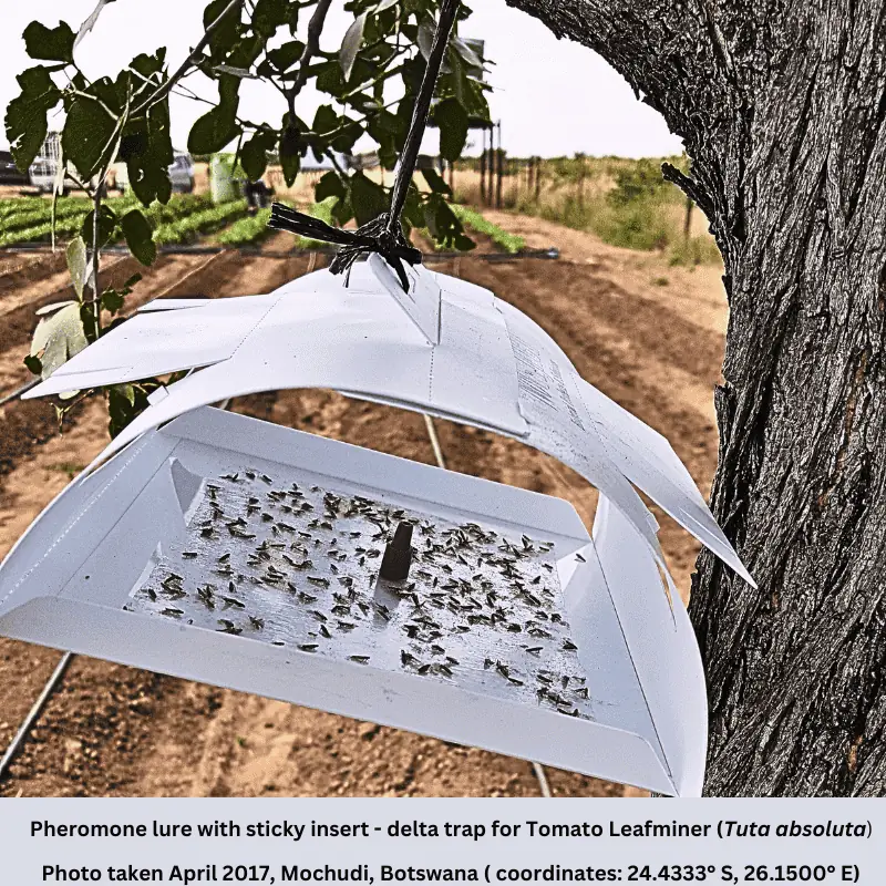 Delta trap with sticky insert used to monitor Tomato Leafminer (Tuta absoluta) with pheromone lure in Mochudi, Botswana