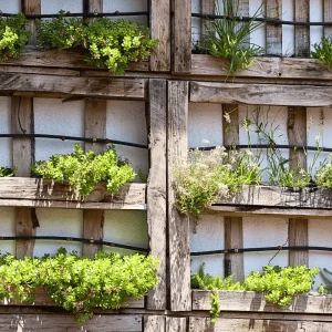 Wooden vertical gardening wall with green plants growing in horizontal planters on a structure mounted to an exterior wall