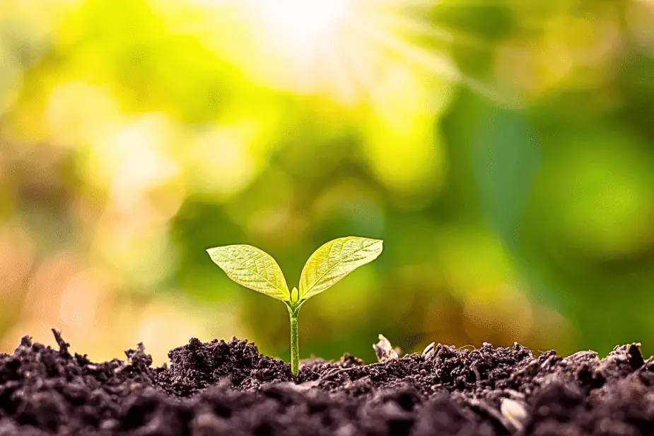 A young green seedling growing in nutrient-rich soil, symbolizing healthy growth using the best soil and fertilizers for small backyard gardens
