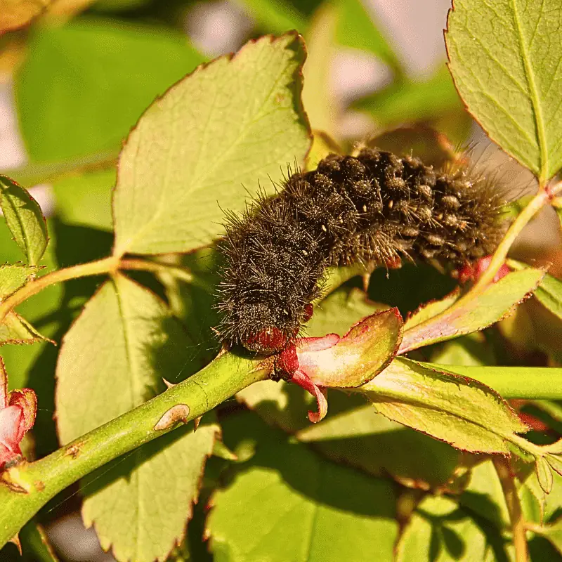 black-caterpillar-on-rose-stem-pest-alert
