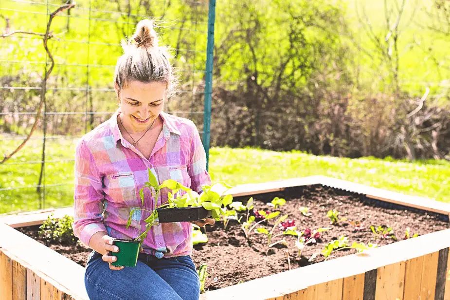 Smiling woman planting vegetable seedlings in a raised bed for a small urban garden