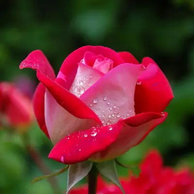 Close-up of a red rose with dewdrops on its petals—symbolizing natural beauty, gardening care, and plant vitality.