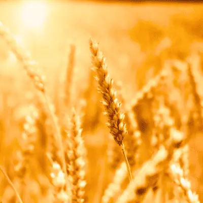 Golden wheat field glowing in the evening sun—symbolizing sustainable farming, regenerative agriculture, and food system resilience.