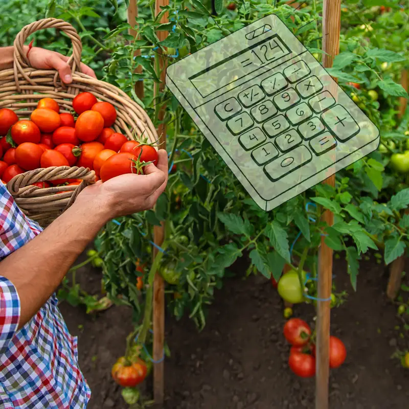 calculate-tomato-production-costs-farm Farmer harvesting tomatoes in an open field with a calculator overlay, symbolizing tomato production cost calculations.