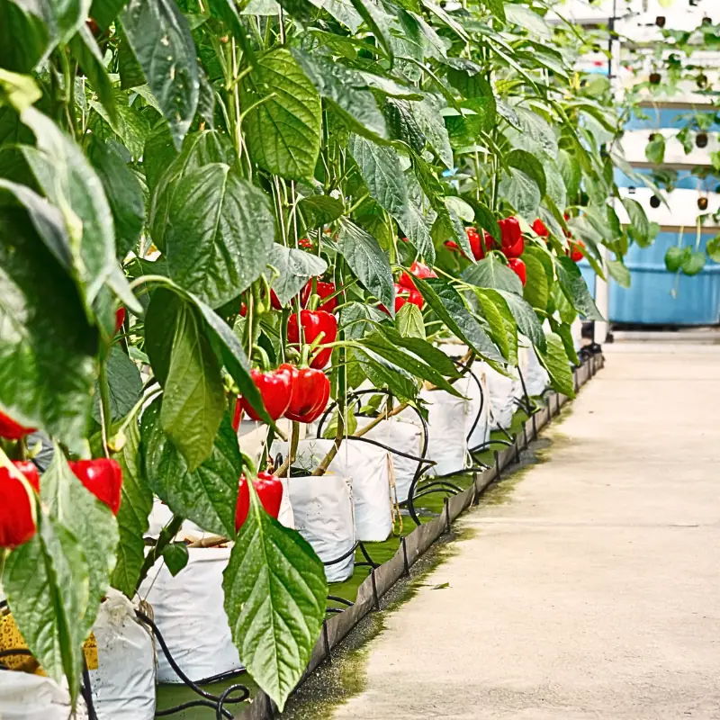 greenhouse-pepper-production-row-drip-irrigation Greenhouse pepper plants with red fruit grown in substrate bags and drip irrigation, illustrating real production conditions used in a greenhouse pepper cost calculator.