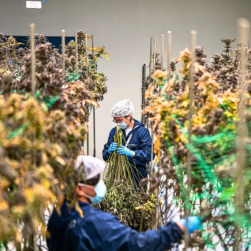 indoor_cannabis_cost_calculator Workers processing indoor cannabis plants in a commercial grow room.