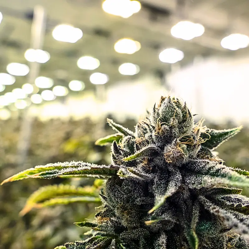 indoor_cannabis_grow_room_invisible_costs Close-up of indoor cannabis flower under bright grow lights in a commercial grow room.