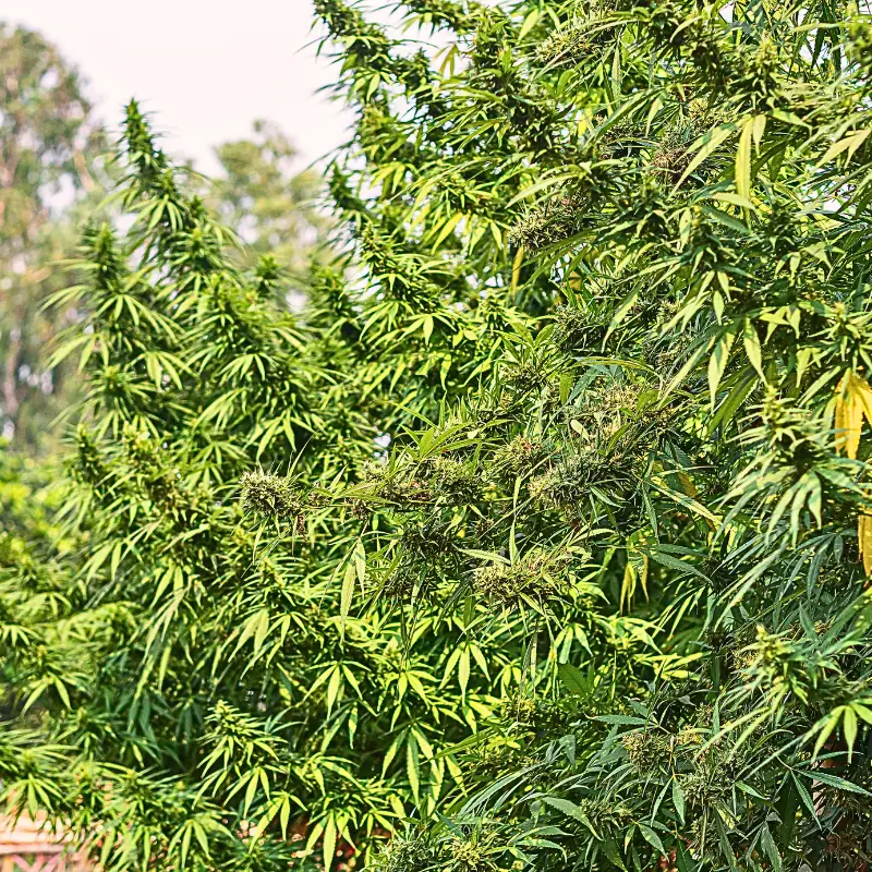open-field-cannabis-plants-flowering-row Flowering cannabis plants growing outdoors in an open-field row.