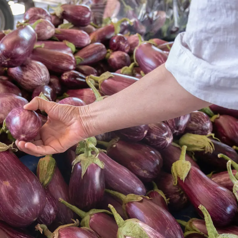 commercial_eggplant_aubergine_buying_decisions_farmers_market Buyer selecting eggplants at a farmers market, illustrating real commercial eggplant and aubergine quality, sizing, and selling decisions.