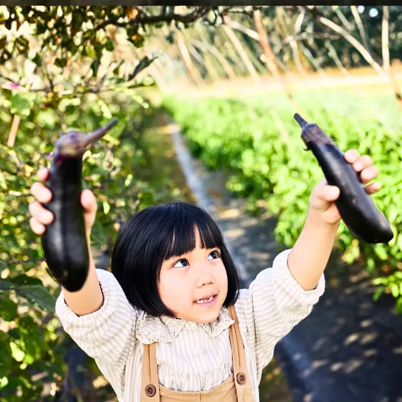 fruit_size_selling_unit_and_market_fit_eggplant_aubergine Child holding two harvested eggplants in a field, illustrating fruit size, selling unit, and market fit for eggplant or aubergine sales.