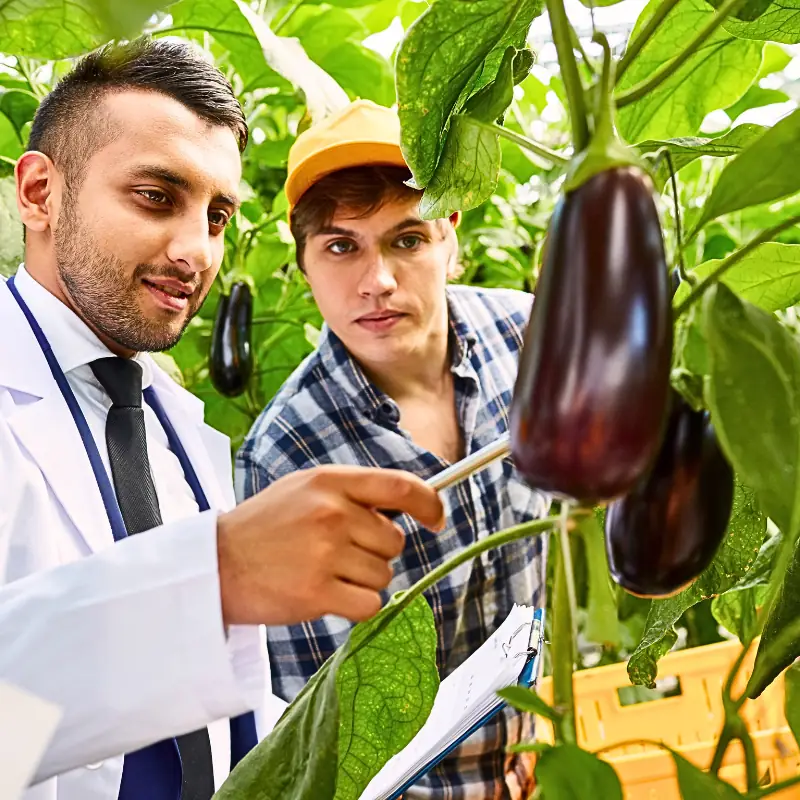 greenhouse_eggplant_cost_estimation Consultant and grower inspecting greenhouse eggplant fruit during crop assessment, illustrating why aubergine production costs are often underestimated.