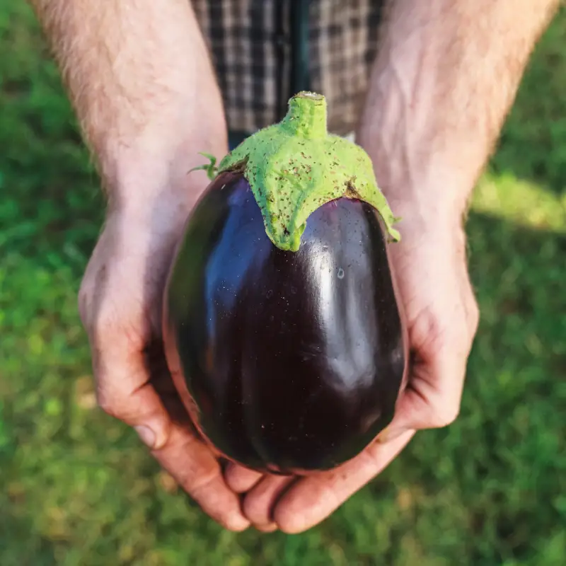 who_open_field_eggplant_aubergine_cost_calculator_is_for Grower holding a freshly harvested eggplant, representing open field eggplant and aubergine farmers who need cost and profit planning tools.