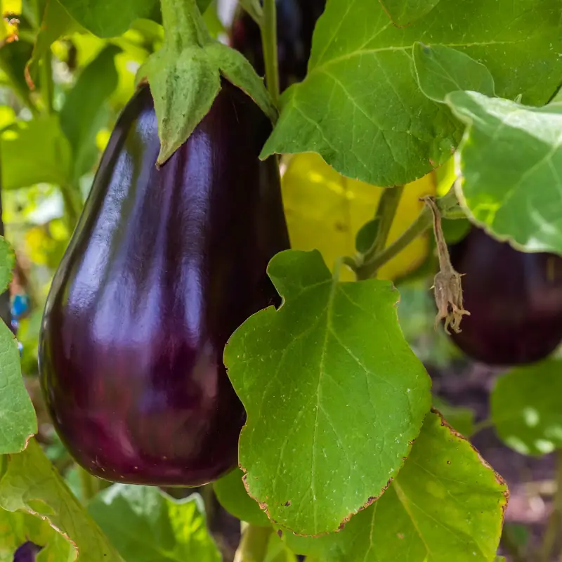 why_use_open_field_eggplant_aubergine-production_cost_calculator Fresh open field eggplant growing on the plant, illustrating real crop production and cost planning for an eggplant or aubergine farm.
