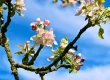 Apple blossom branch illustrating pest monitoring in integrated pest management