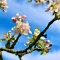 Apple blossom branch illustrating pest monitoring in integrated pest management