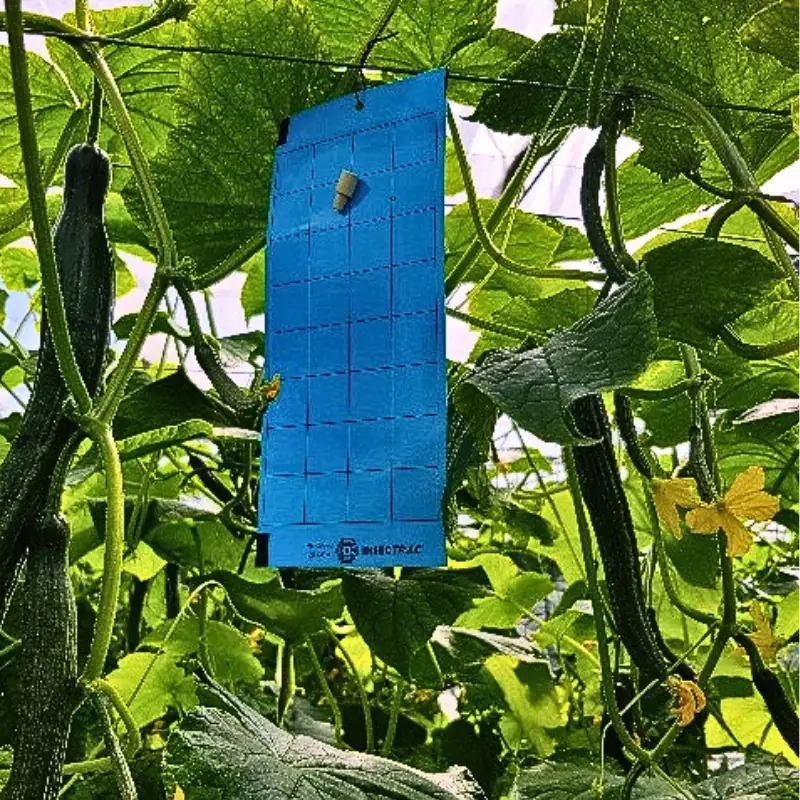 blue-sticky-board-thrips-monitoring Blue sticky board trap with lure used for monitoring thrips in a crop canopy