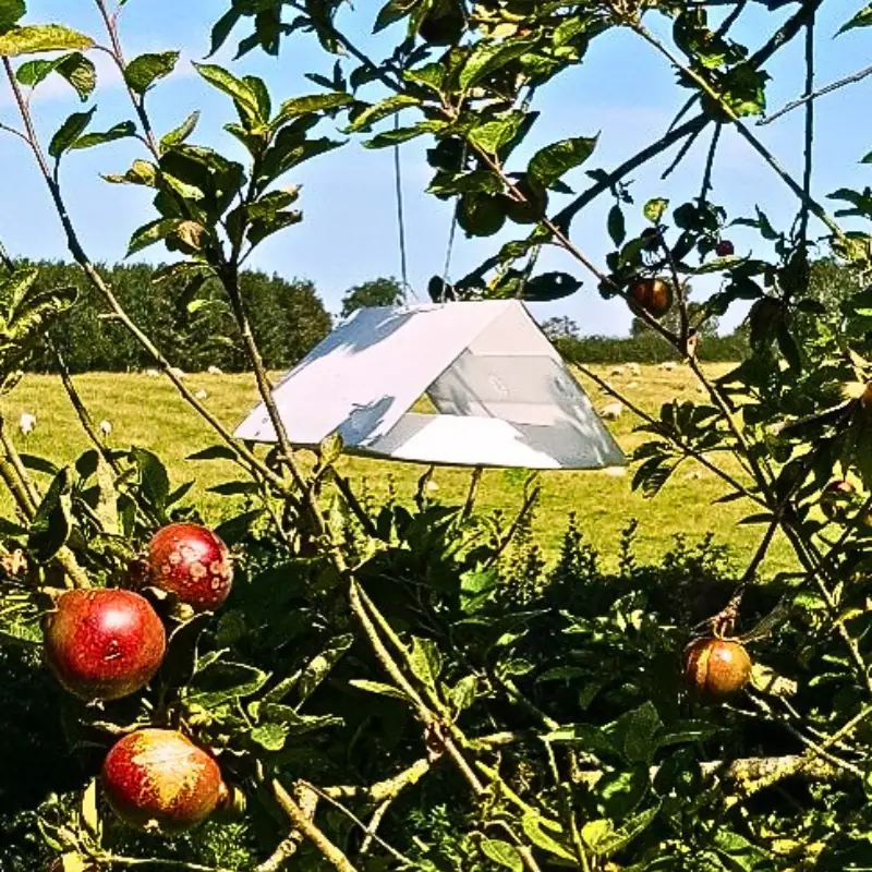 delta-trap-codling-moth-apple-orchard Delta trap hanging in an apple orchard for codling moth monitoring