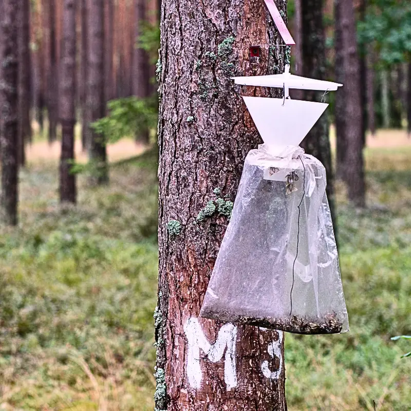 Funnel Beat Insect Sampling Pest Monitoring in IPM: The Role of Pheromone Monitoring