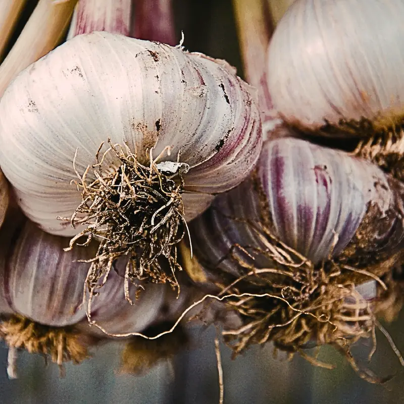 harvest-and-curing-change-the-real-numbers-garlic-bulbs Close-up of harvested garlic bulbs drying with roots and wrappers intact, illustrating how harvest handling and curing affect final saleable yield and real production value.