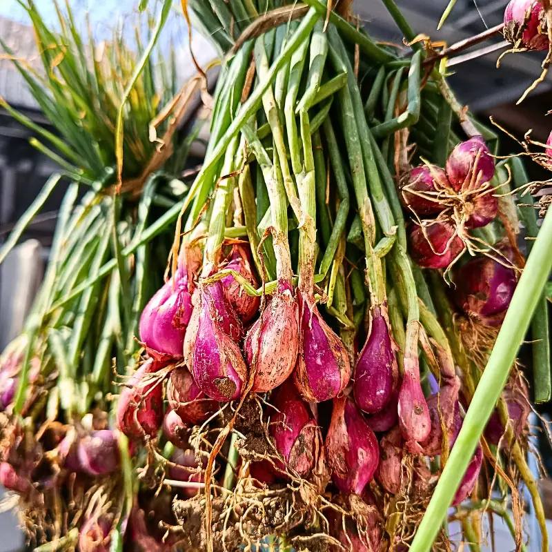onion-curing-storage-losses-real-numbers Freshly harvested red onions hanging in bunches to cure, illustrating how curing quality and storage losses affect real saleable yield and profit.